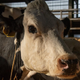 Luma, the subject of Andrea Arnold’s Cow